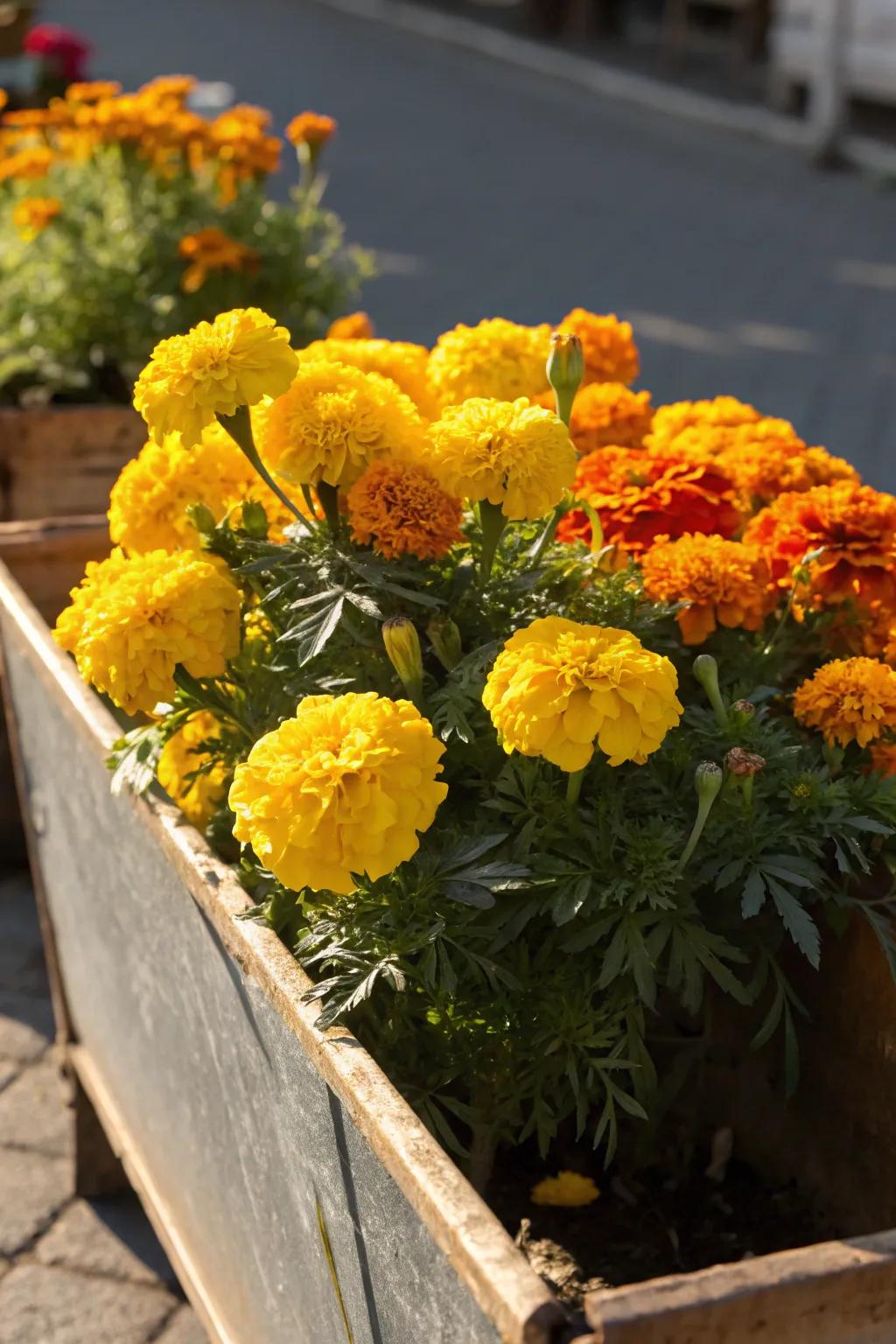 Marigolds bringing a cheerful radiance to the garden.