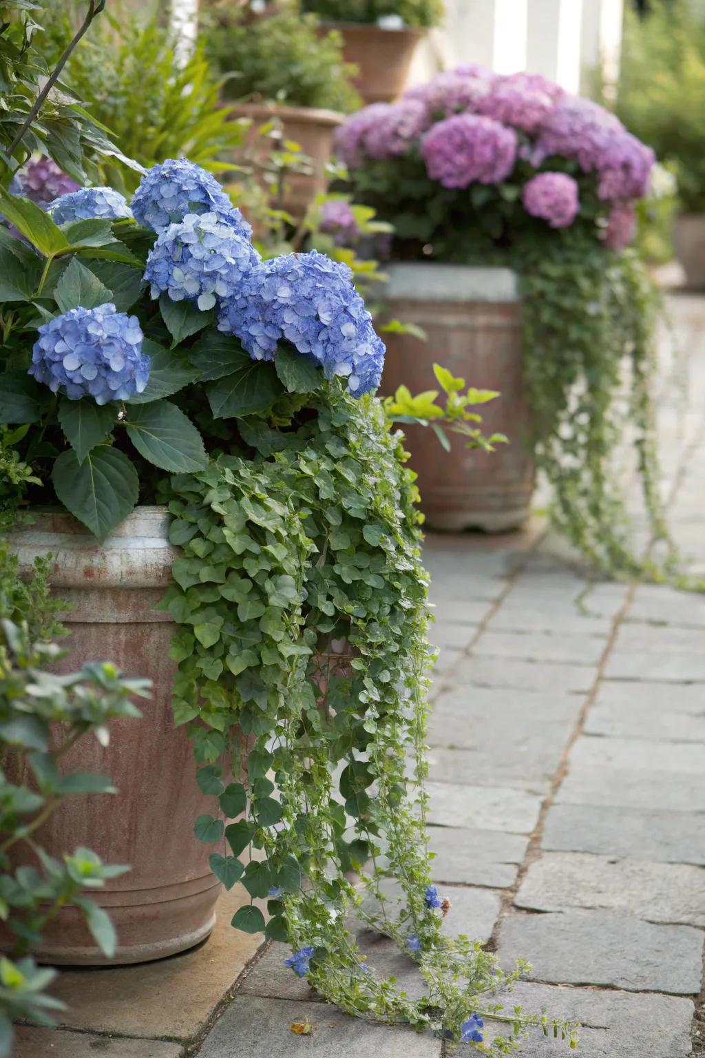 Hydrangeas arranged with trailing greenery for a rich mixed pot presentation.