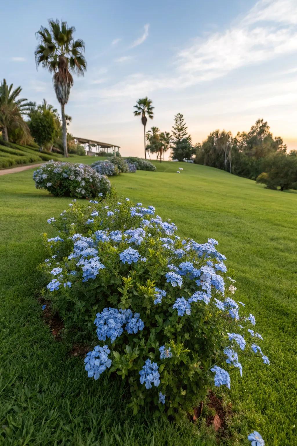 A grass patch showcasing a central display of azure glorybush blossoms as a striking focal point.