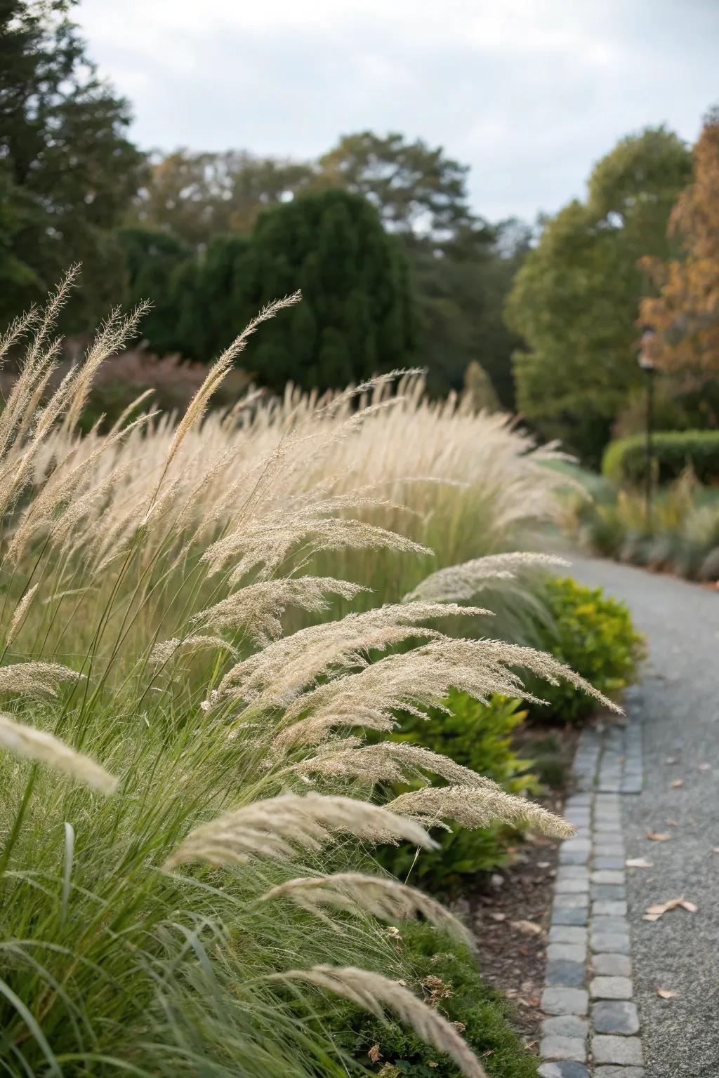 Ornamental grasses add sophistication and movement to borders.