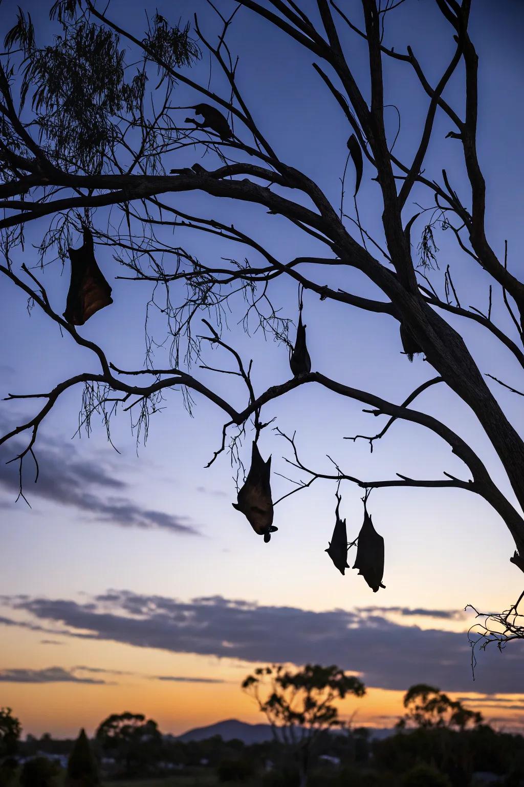 Bats contributing a flurry of fright to the Halloween night.