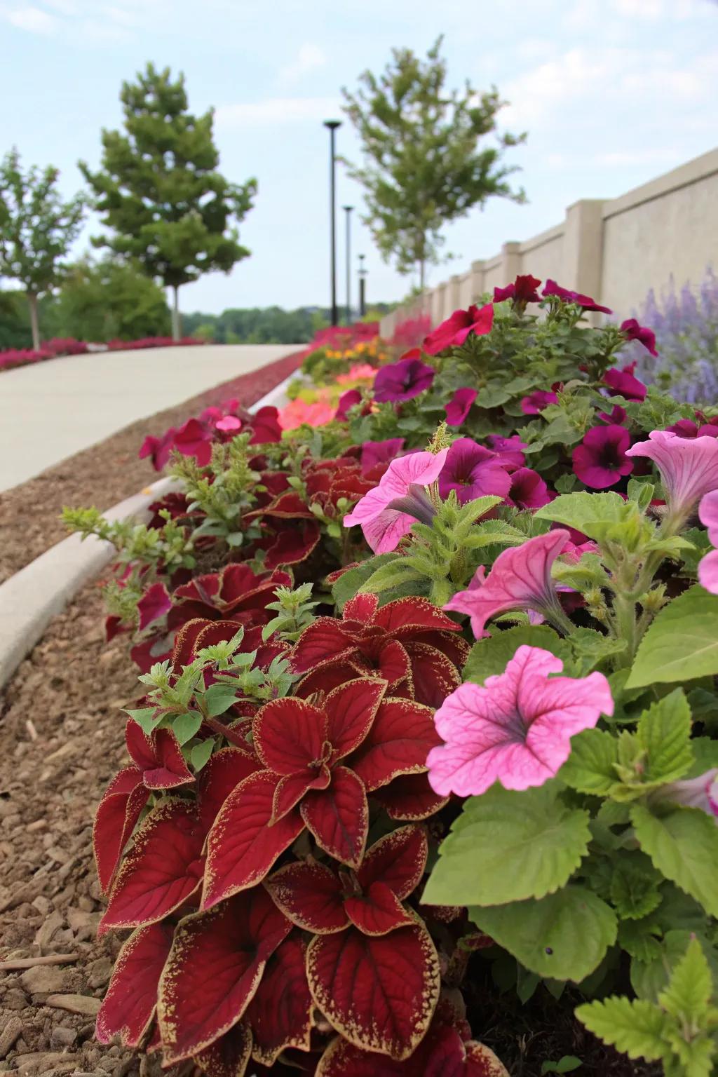 Rainbowleaf introduces a bold foliage contrast to flourishing petunias.