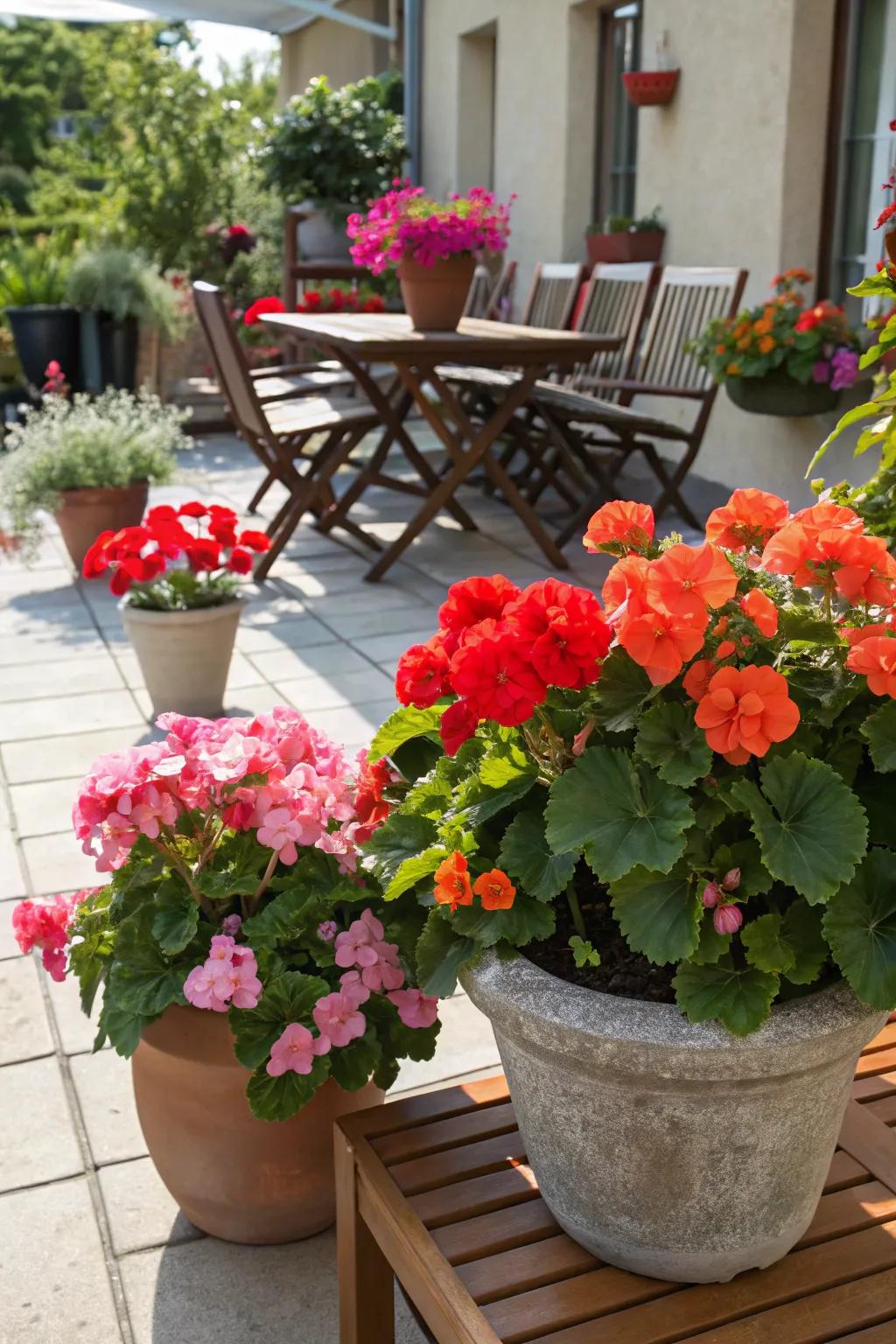 Brighten your space with colorful blooms in pots.