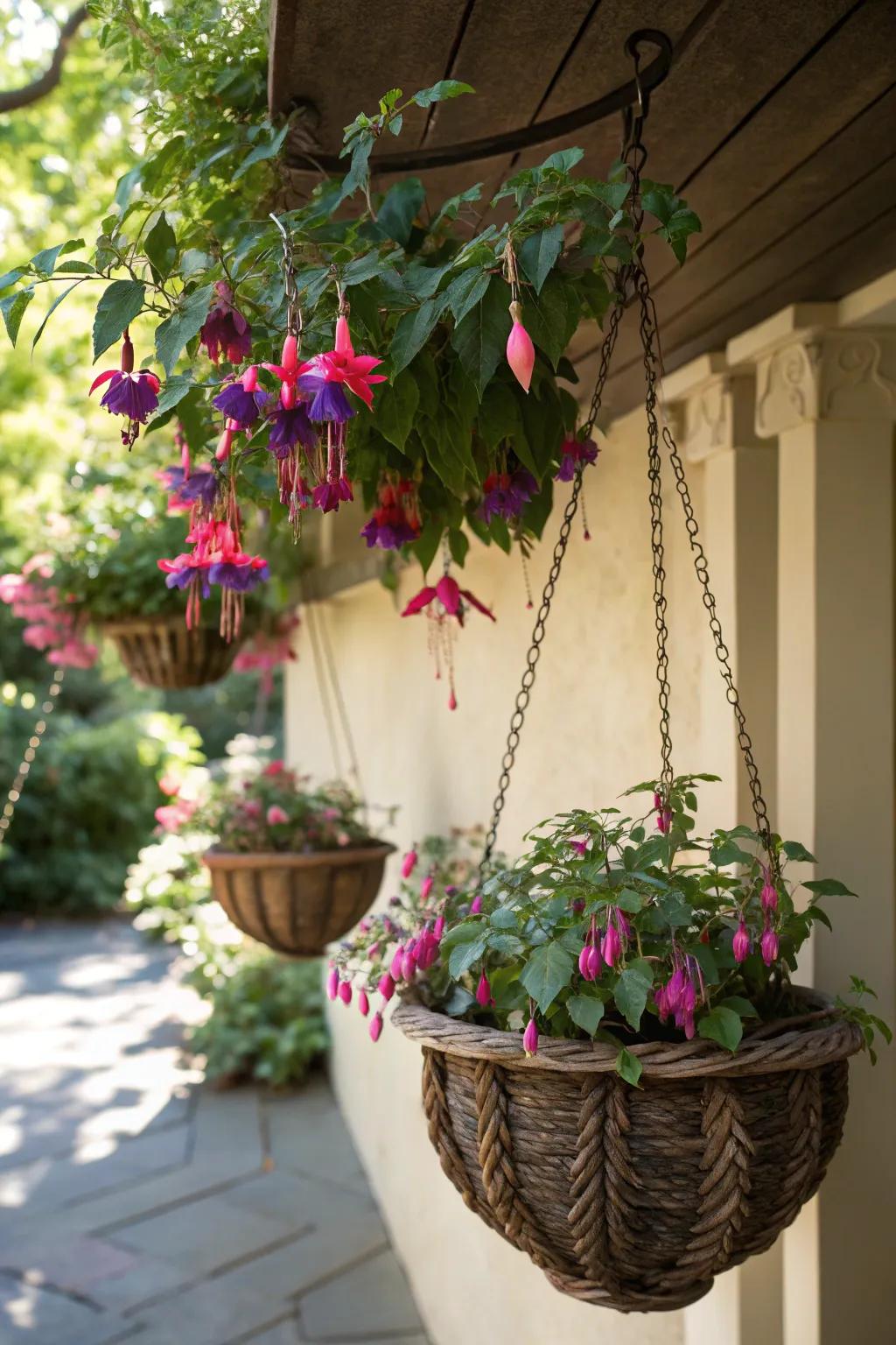 A shaded area with flowing fuchsias in bloom, suspended in decorative baskets.