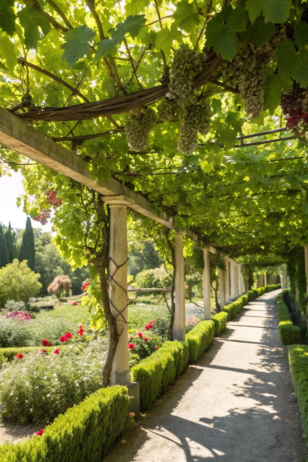 A grapevine-laden arbor offering a refreshing garden retreat.