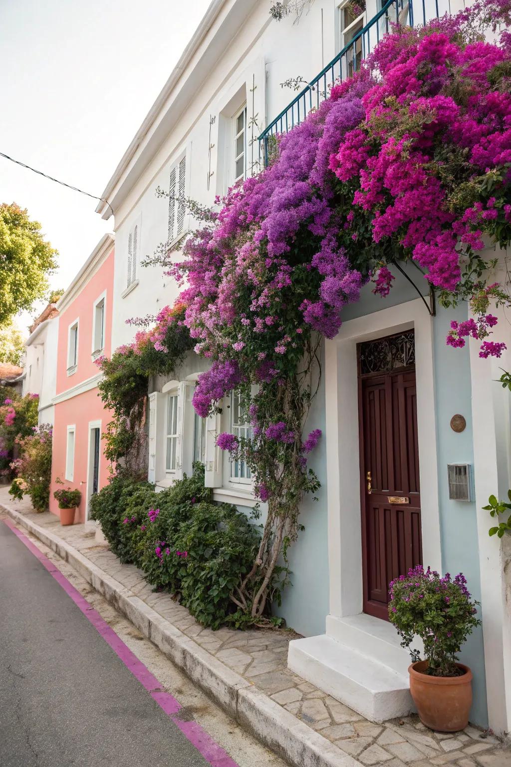 Bougainvillea highlighting a house facade with vibrant colors.