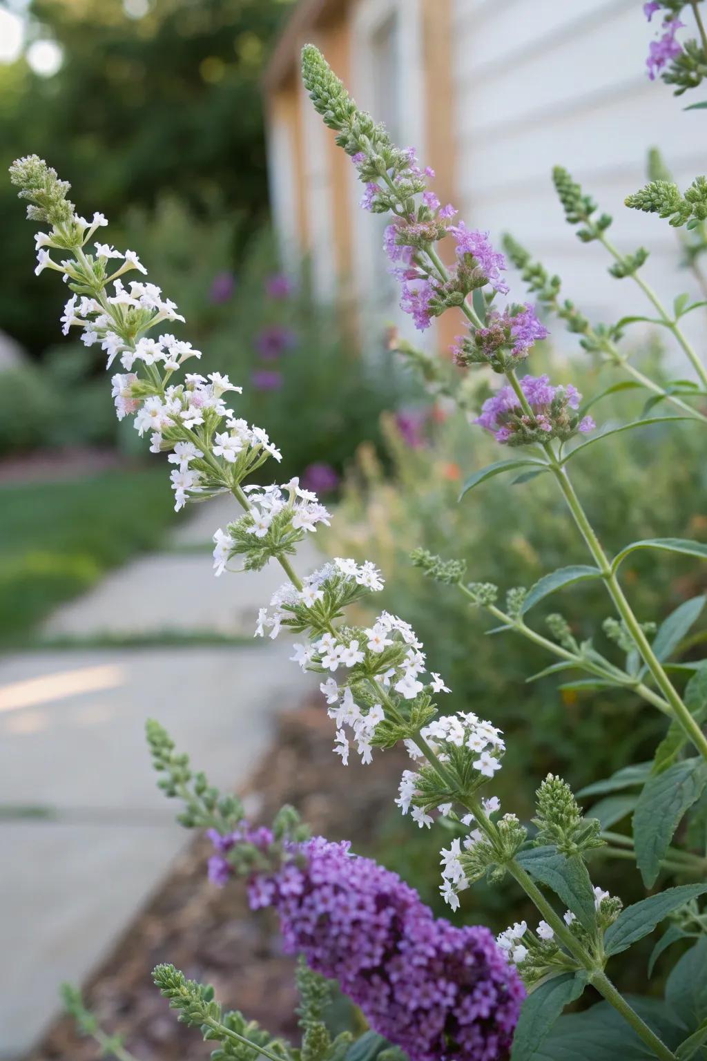 Rock mint provides a fragrant complement to the flutterby plant.