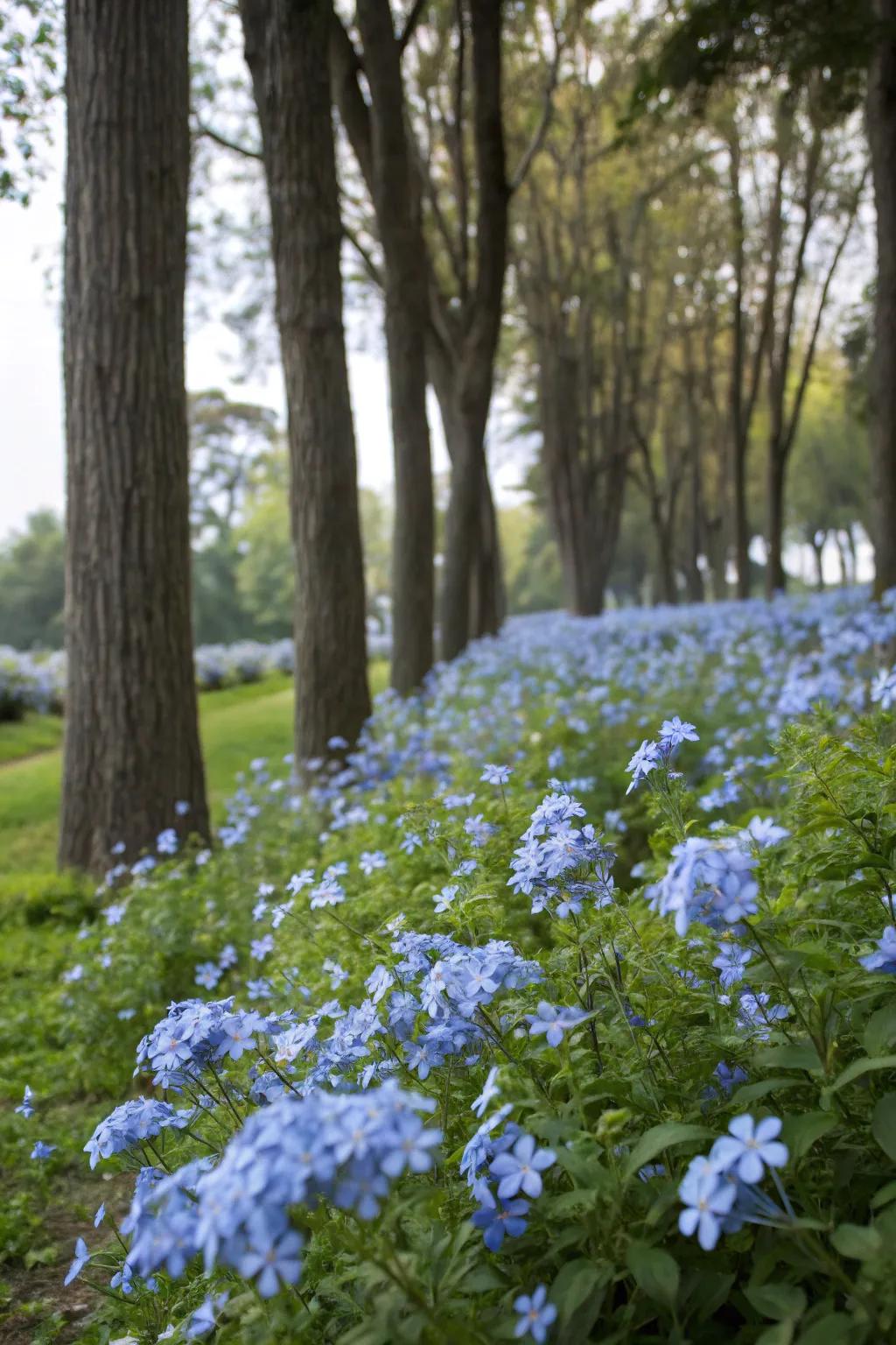 Azure glorybush blossoms crafting a vibrant rug beneath towering trees.