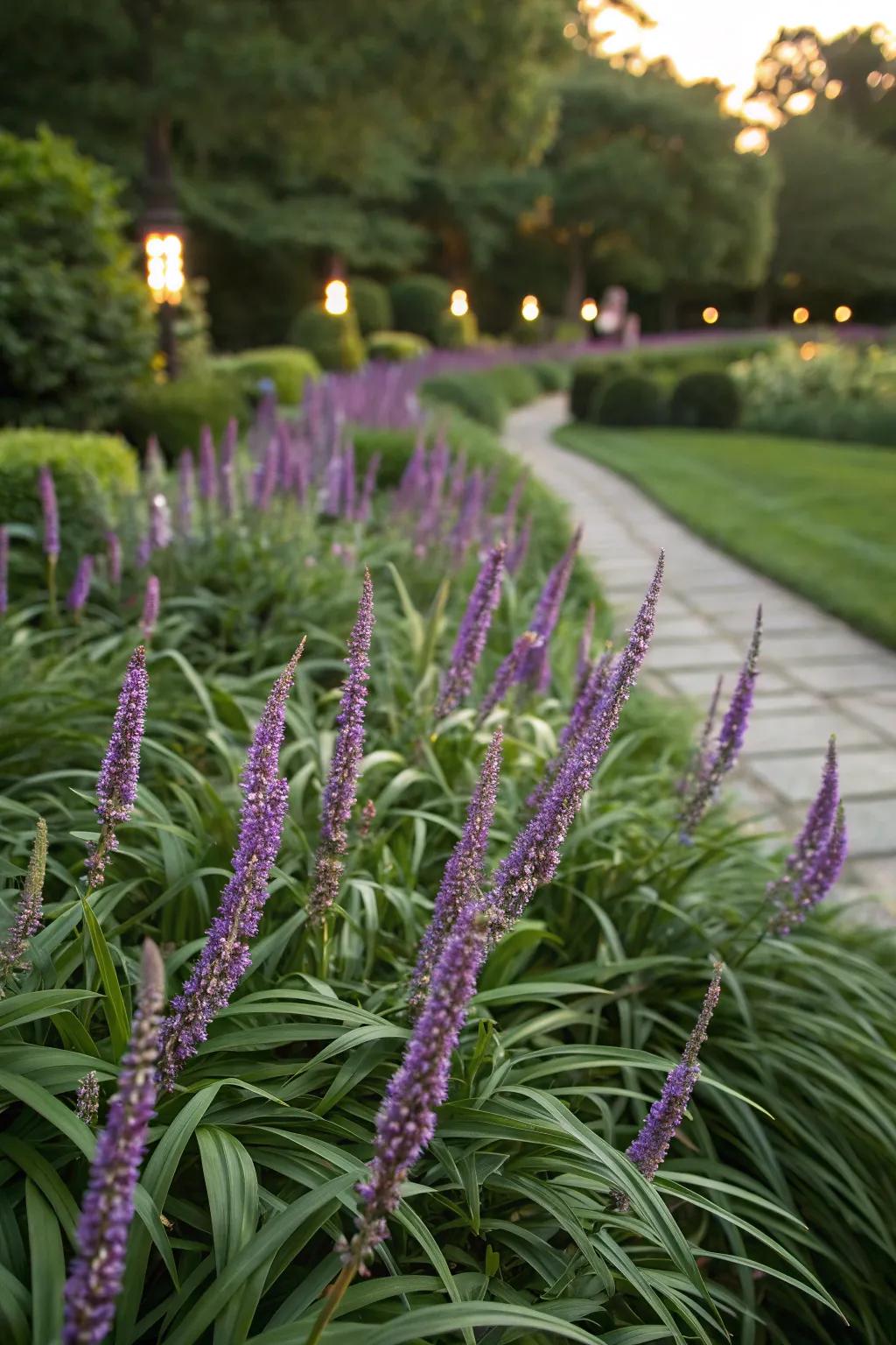 Liriope is a flexible ground cover for any border.