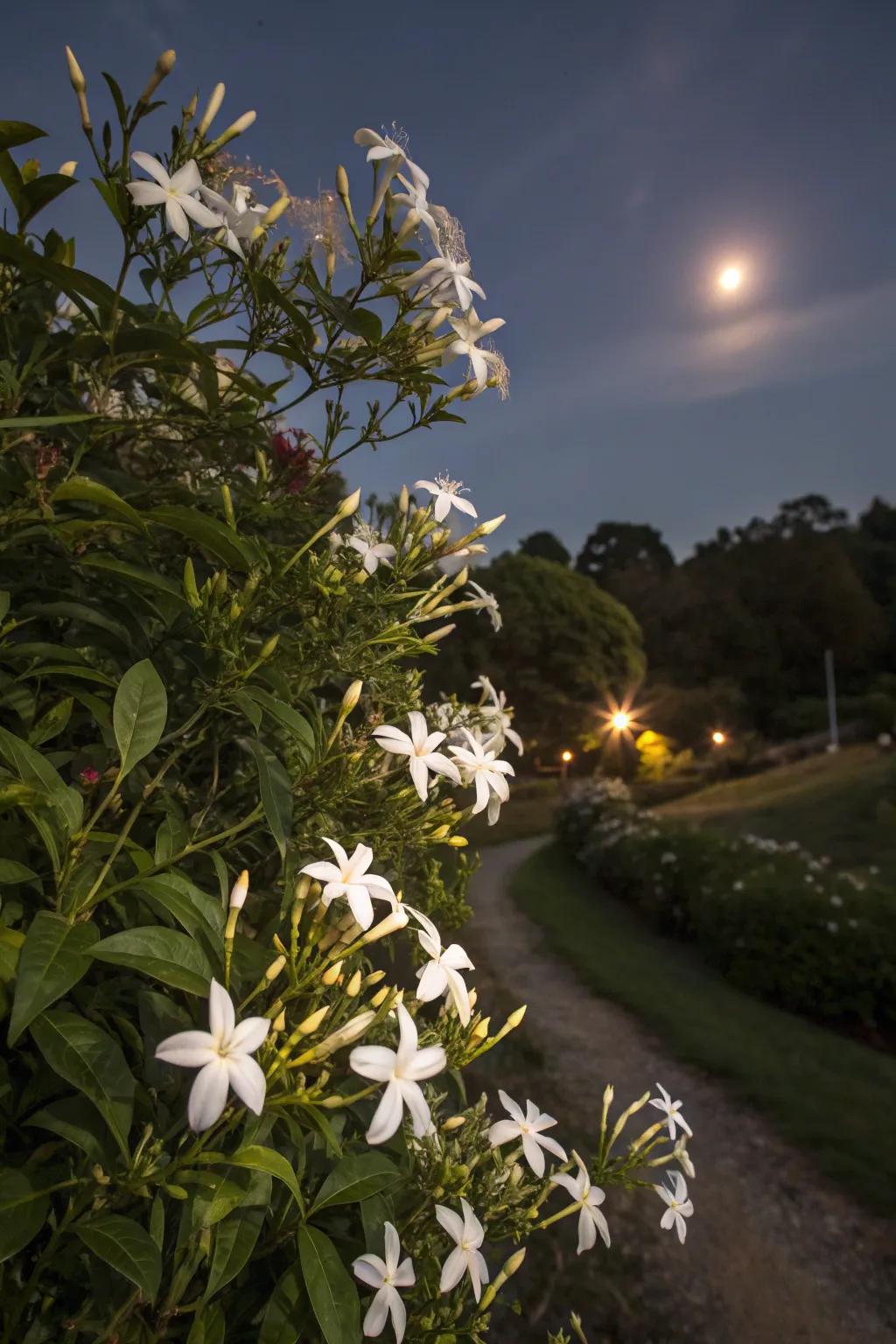 Night-blooming jasmine infuses the night air with aroma.