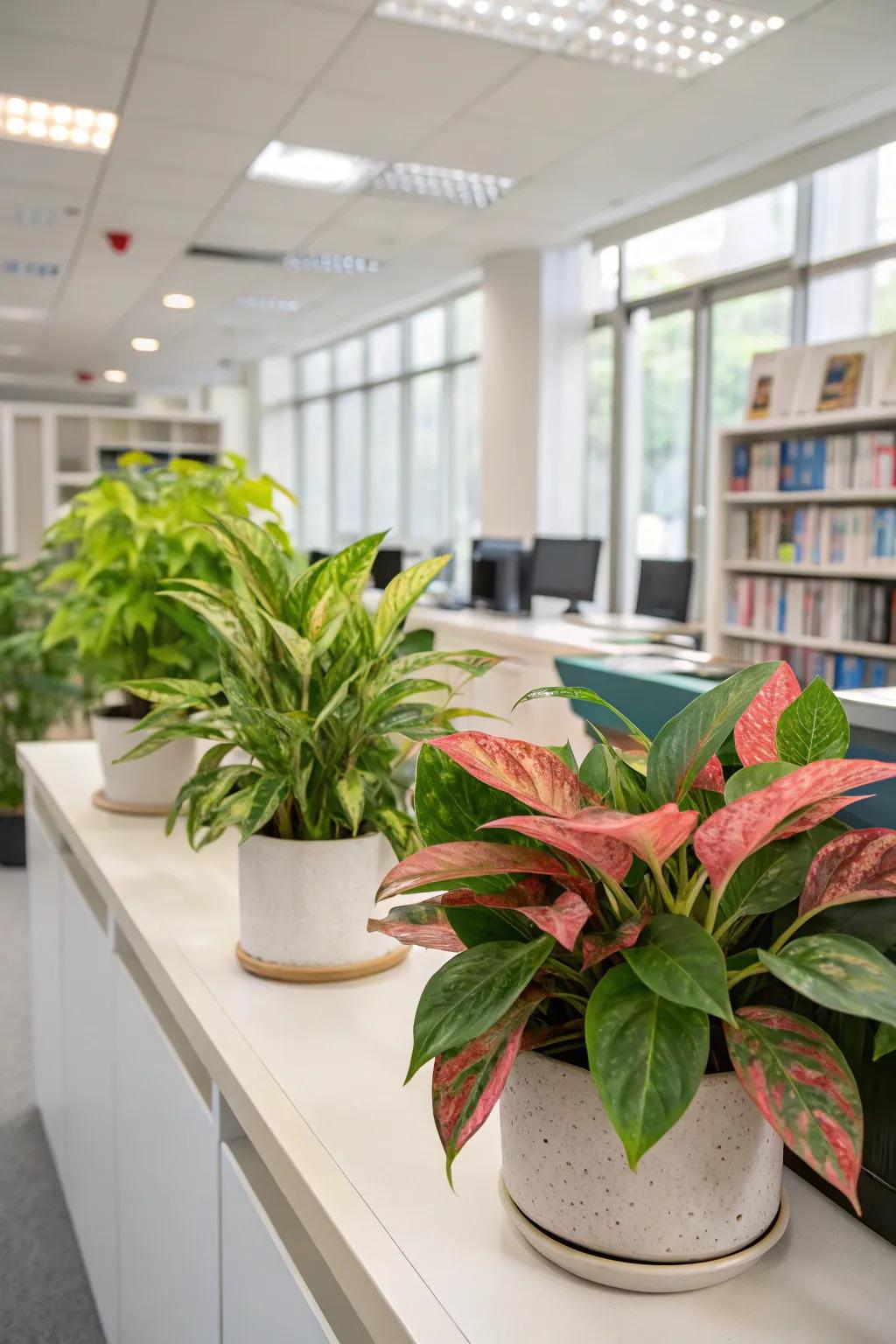 With vibrant foliage plants like Variegated Chinese Evergreens, you can add color.