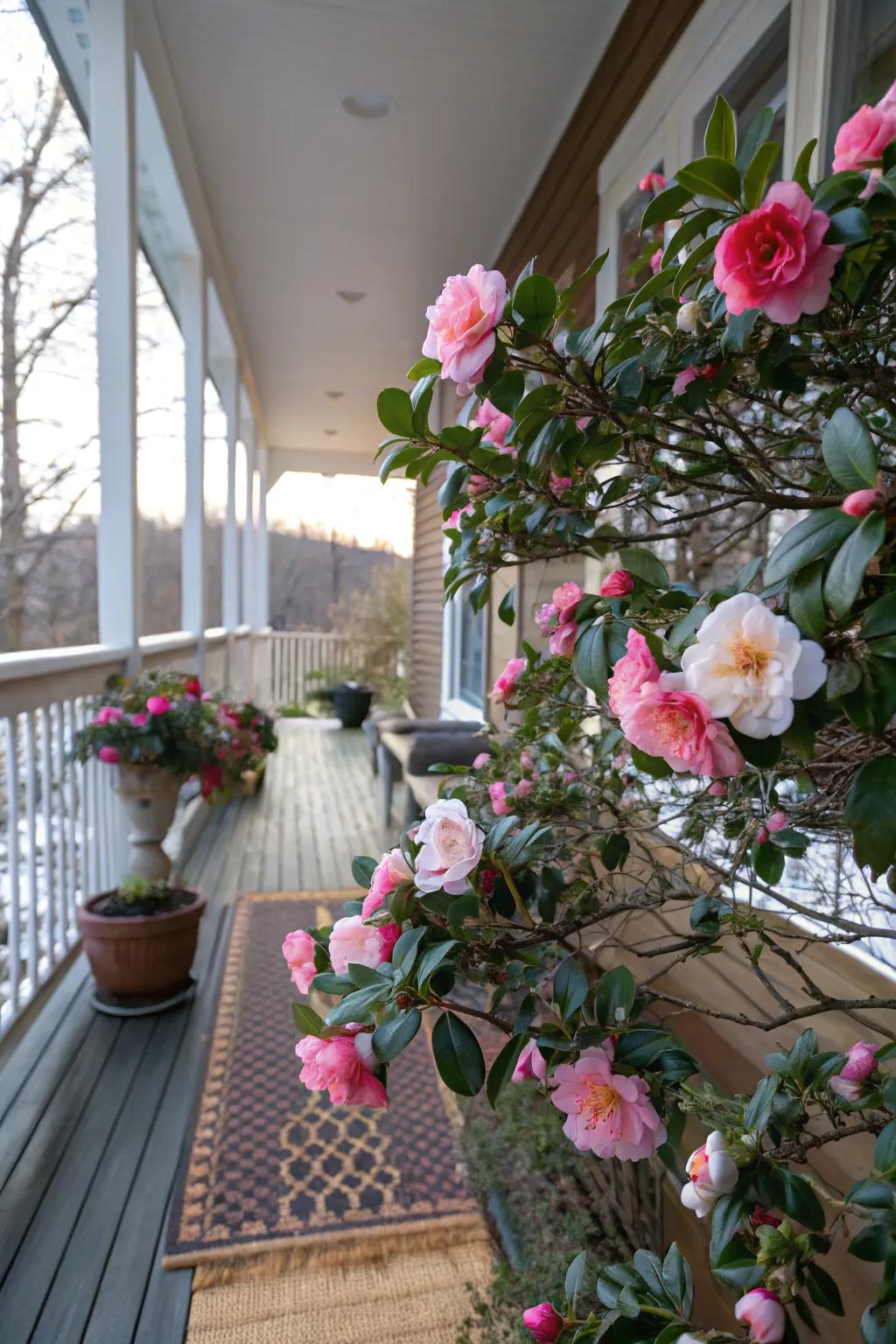 'Winter Rose' camellias bring bright flowers even in winter.
