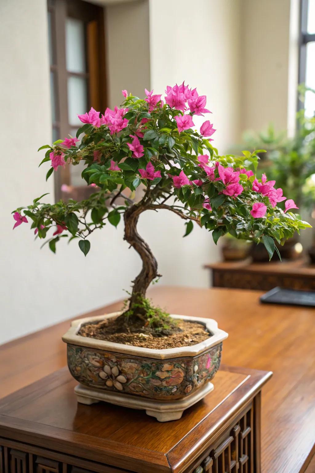 A bougainvillea bonsai bringing vibrant hues to an indoor setting.