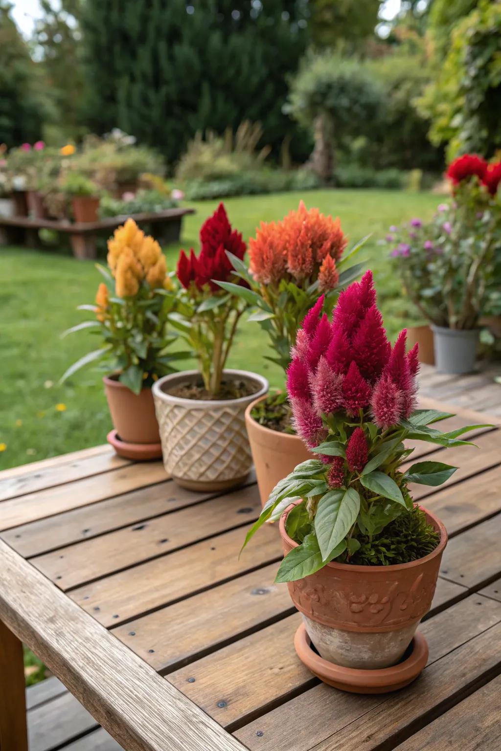 A mini garden party featuring celosia on a tabletop.