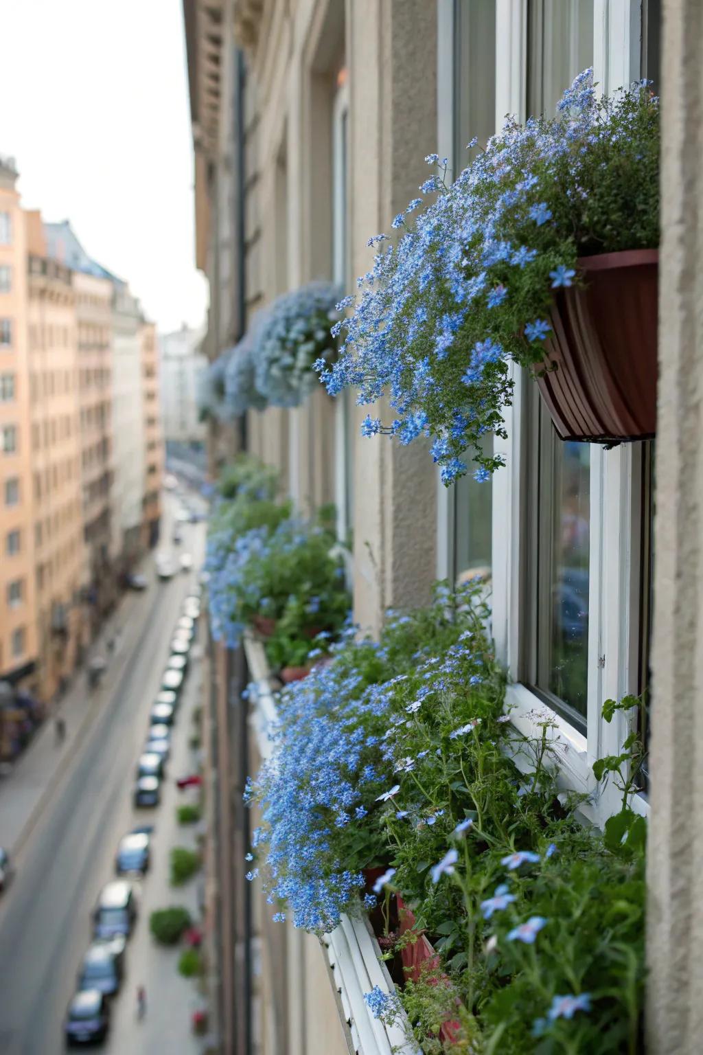 Casement boxes with forget-me-nots extend a dash of nature in urban settings.