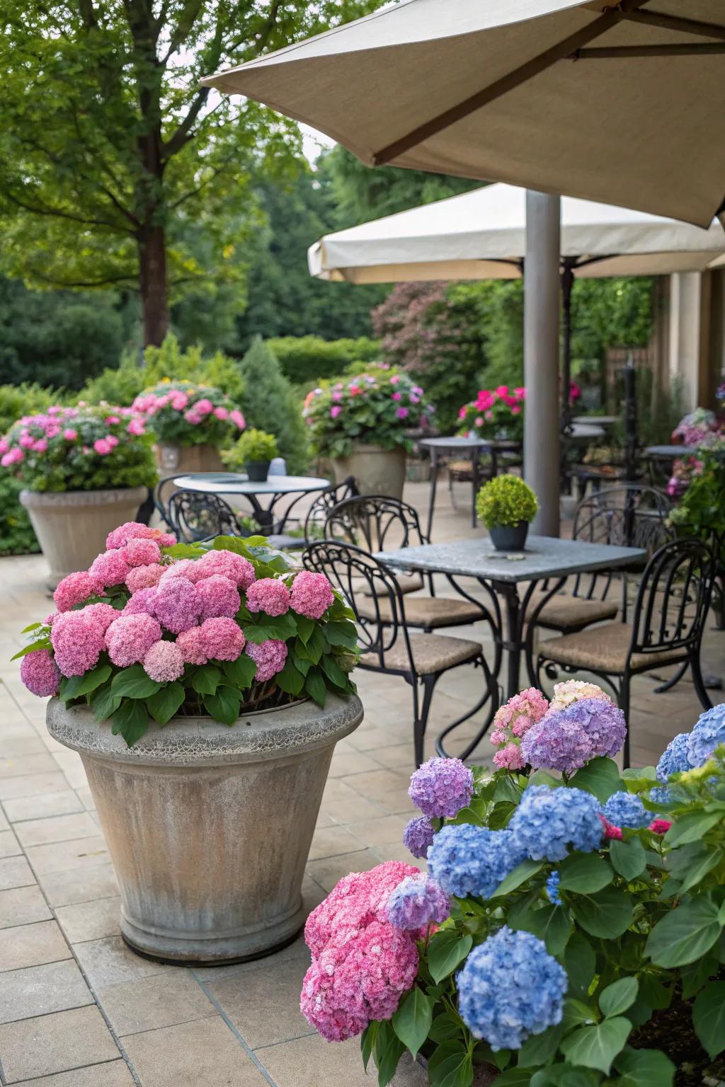 A welcoming outdoor seating zone encircled by hydrangeas in containers.