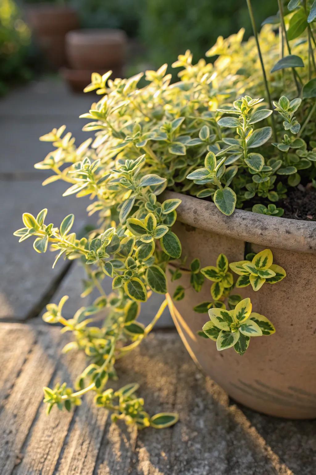 Lemon thyme spilling over a pot in sunny conditions.