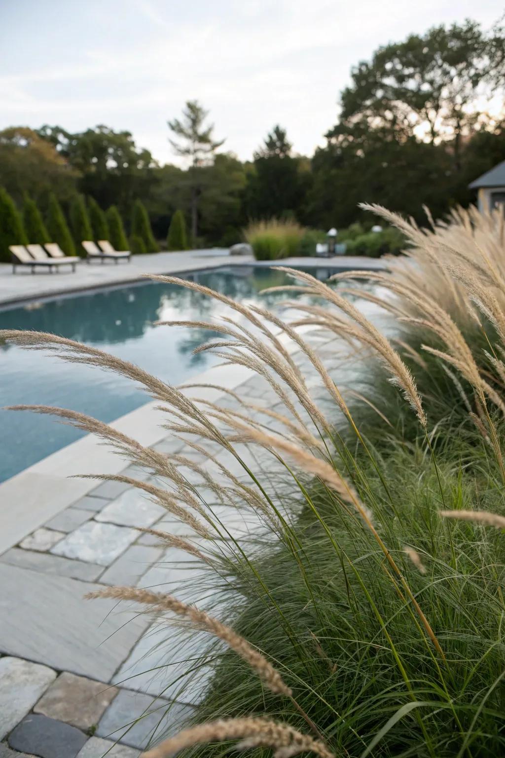 Ornamental tuft brings an elegant, natural touch to poolside settings.