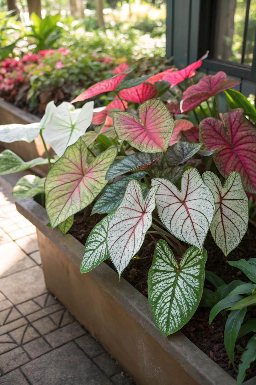 A shaded vessel arrangement showcasing a diverse array of caladium plants with vividly hued leaves.