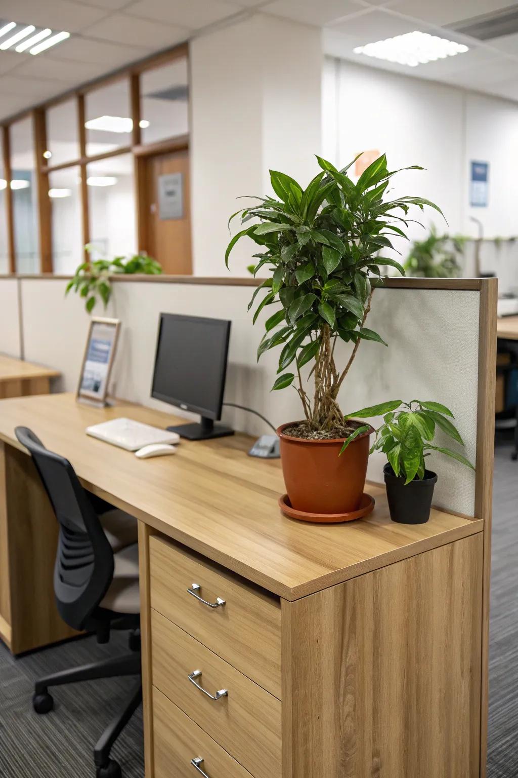 Natural components such as wood and greenery enhance office aesthetics.