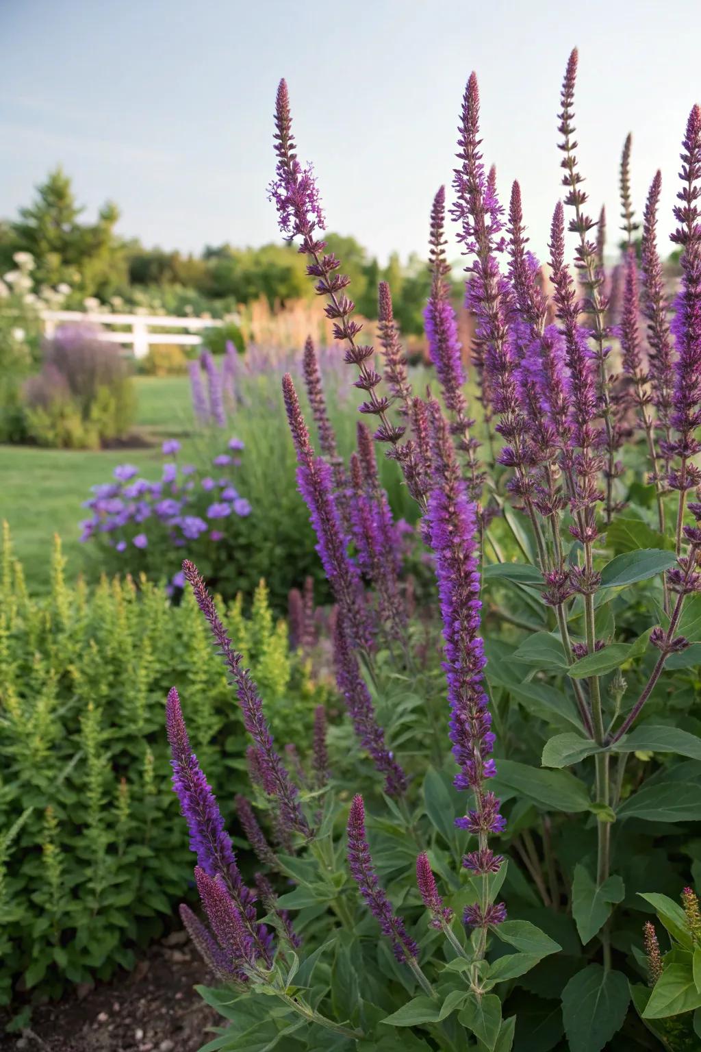 Sage's bold spires create a remarkable contrast alongside the flutterby plant.