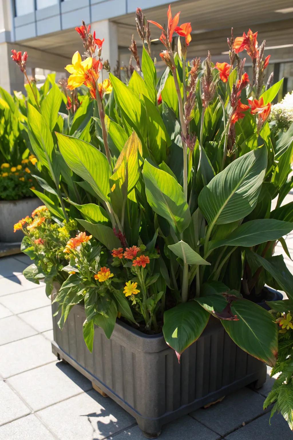 Cannas adding a dramatic flair to the garden's design.