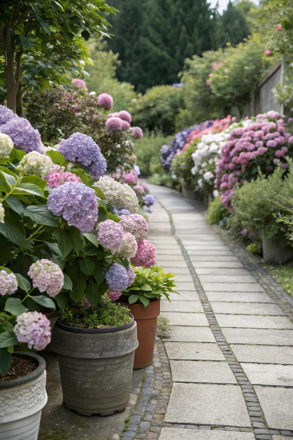 Garden walkway attractively edged with hydrangeas in containers.