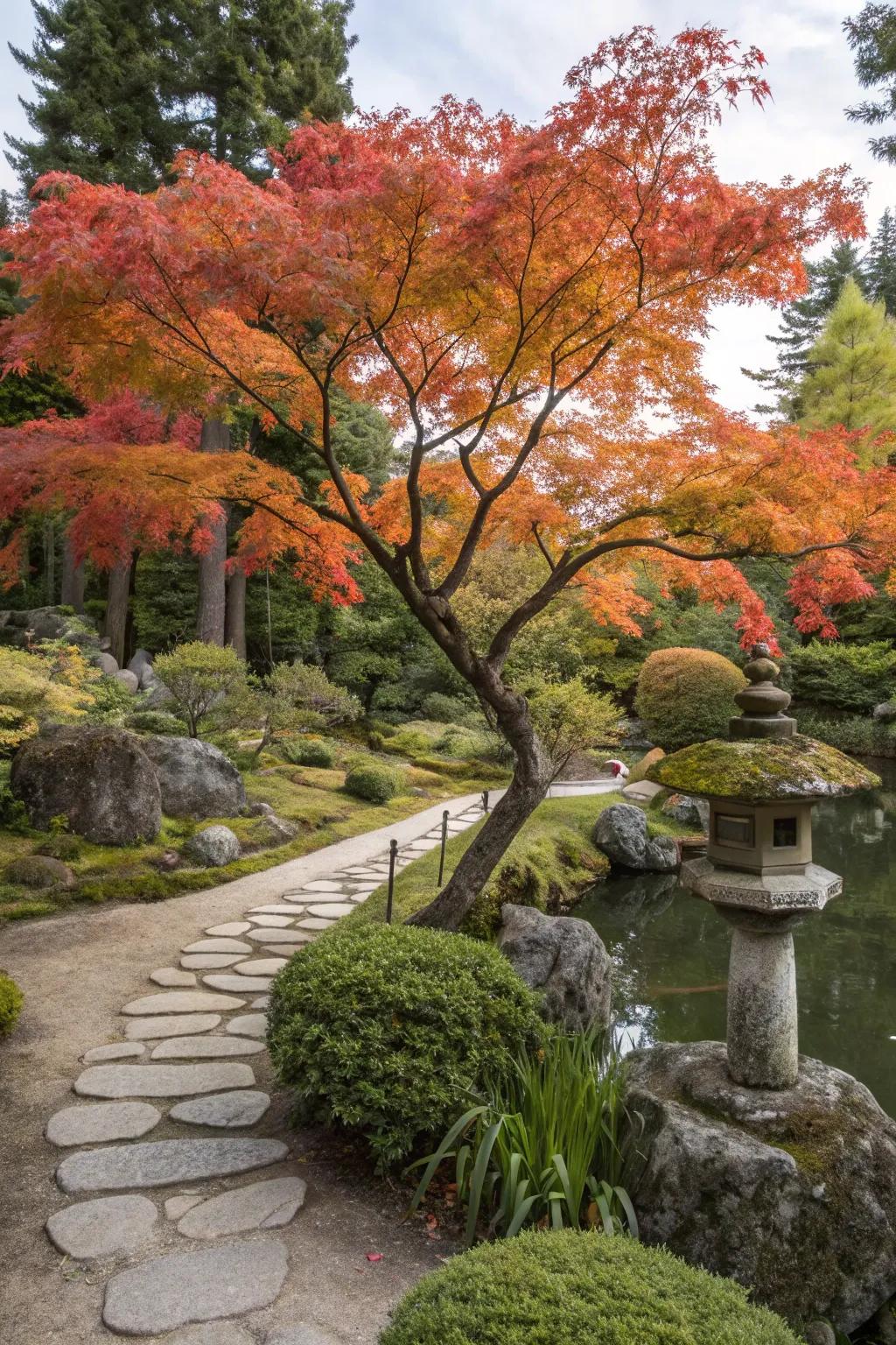 A breathtaking Japanese maple infusing vibrant color into the garden.