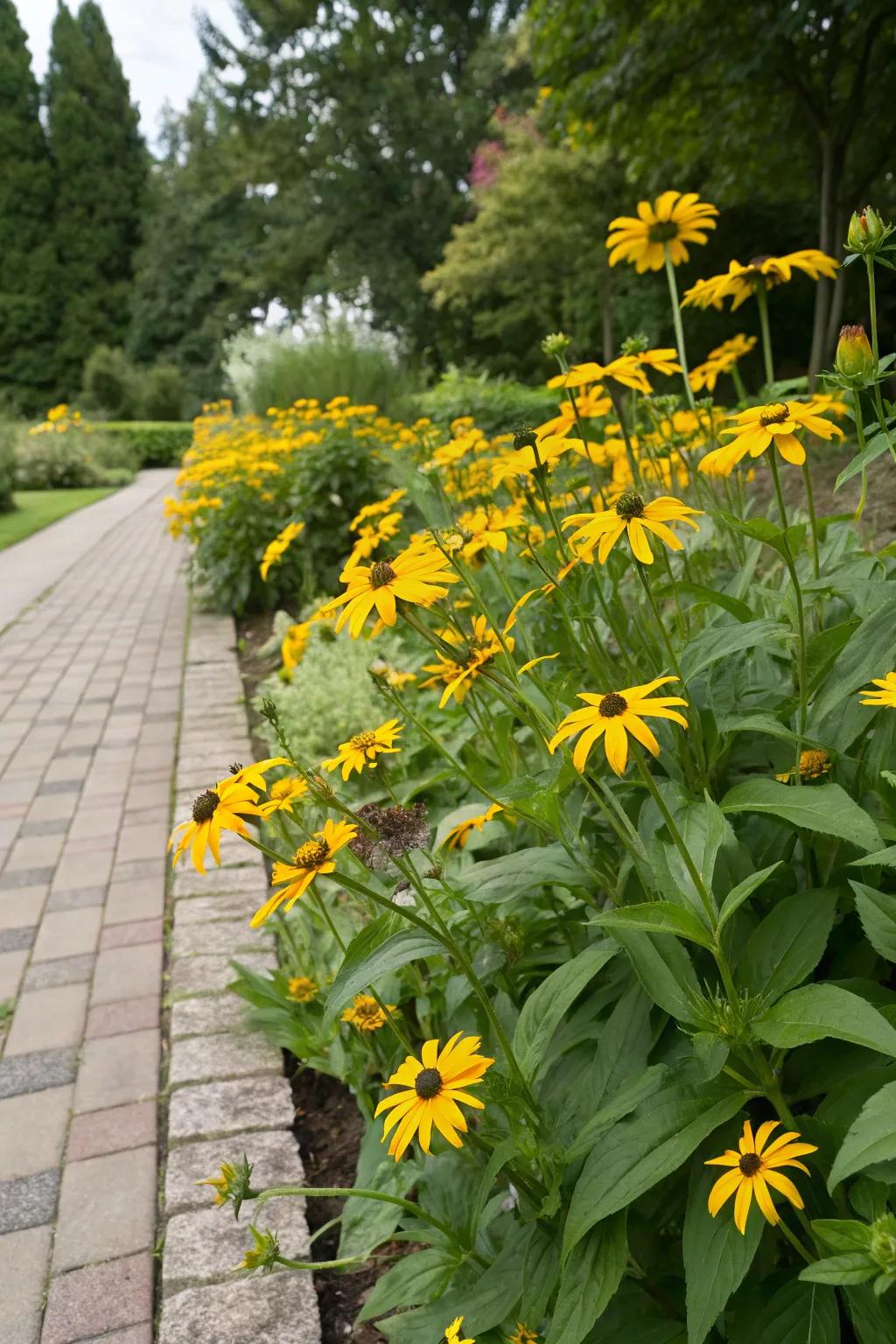 Rudbeckia delivers vibrant, late-season color.