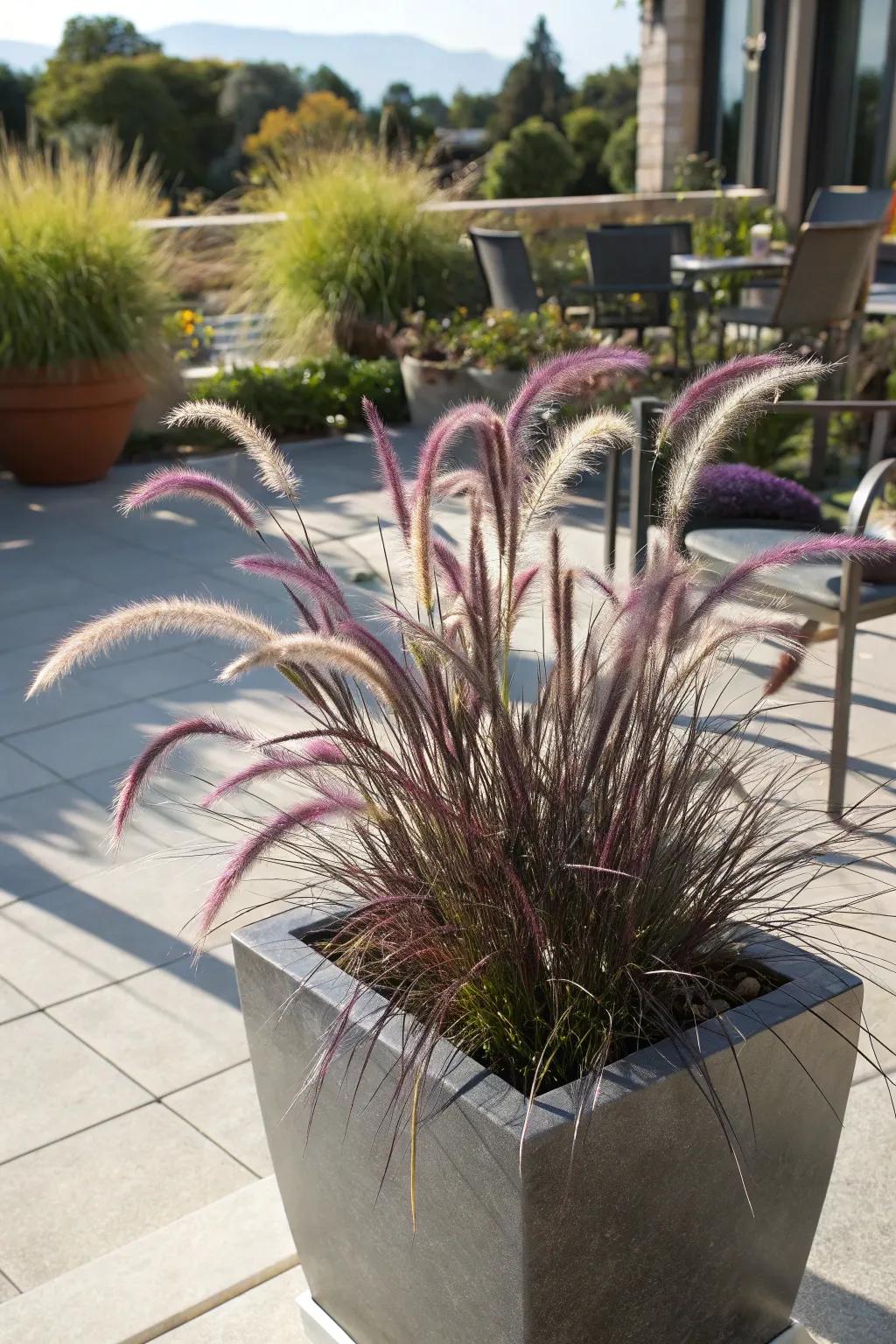 Purple fountain grass adding texture in full sun.