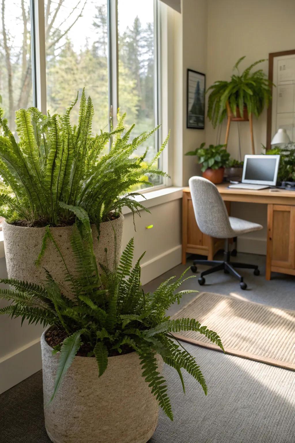 Create a calming corner with lush Kangaroo Paw Ferns.