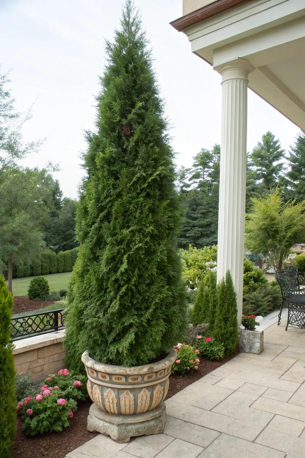 Transportable greenery: Arborvitae in containers for flexible landscaping.