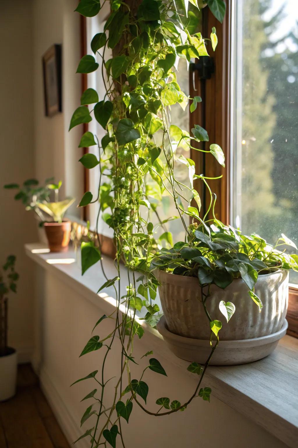 Highlight your vines with unique vessels.