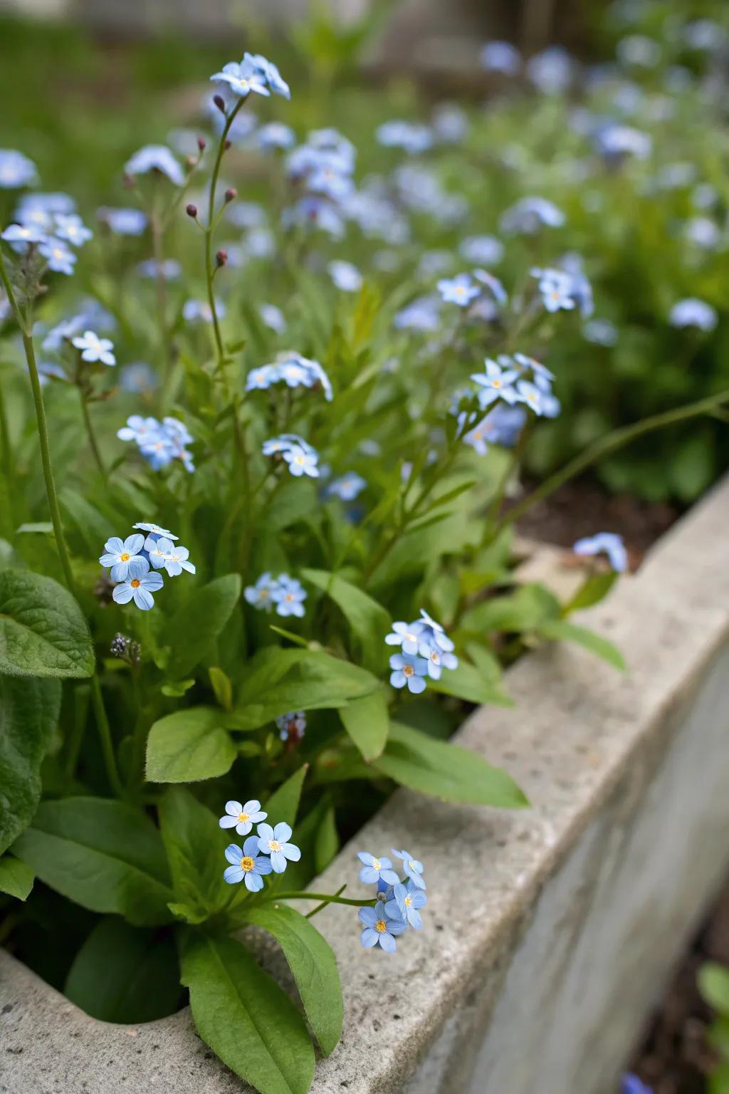 Eye-level planting accentuates the intricate allure of forget-me-nots.