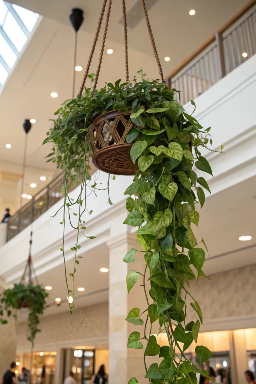 A tropical paradise terrarium accentuated by trailing pothos vines.