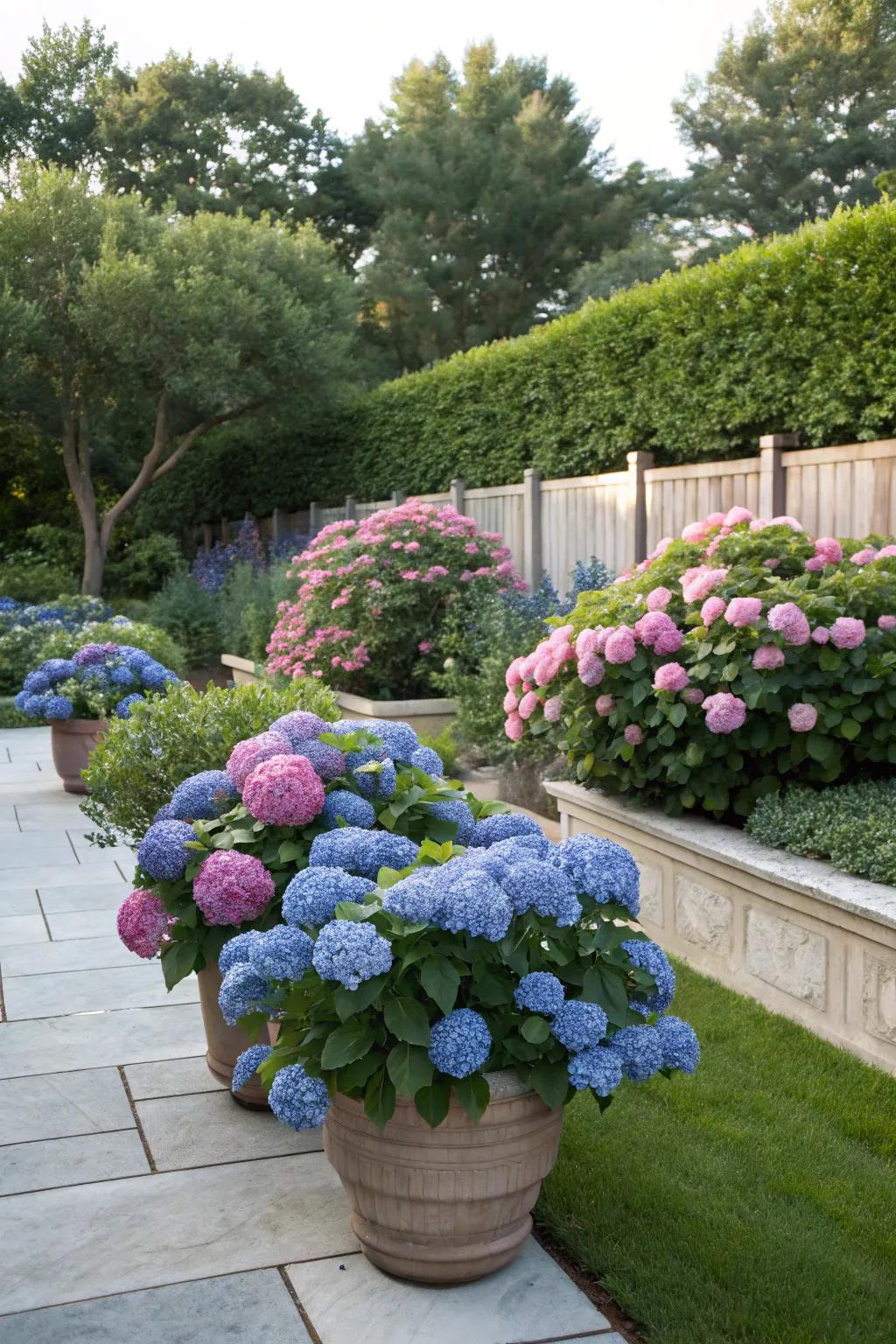 Garden patch seamlessly broadened with the addition of hydrangeas in containers.