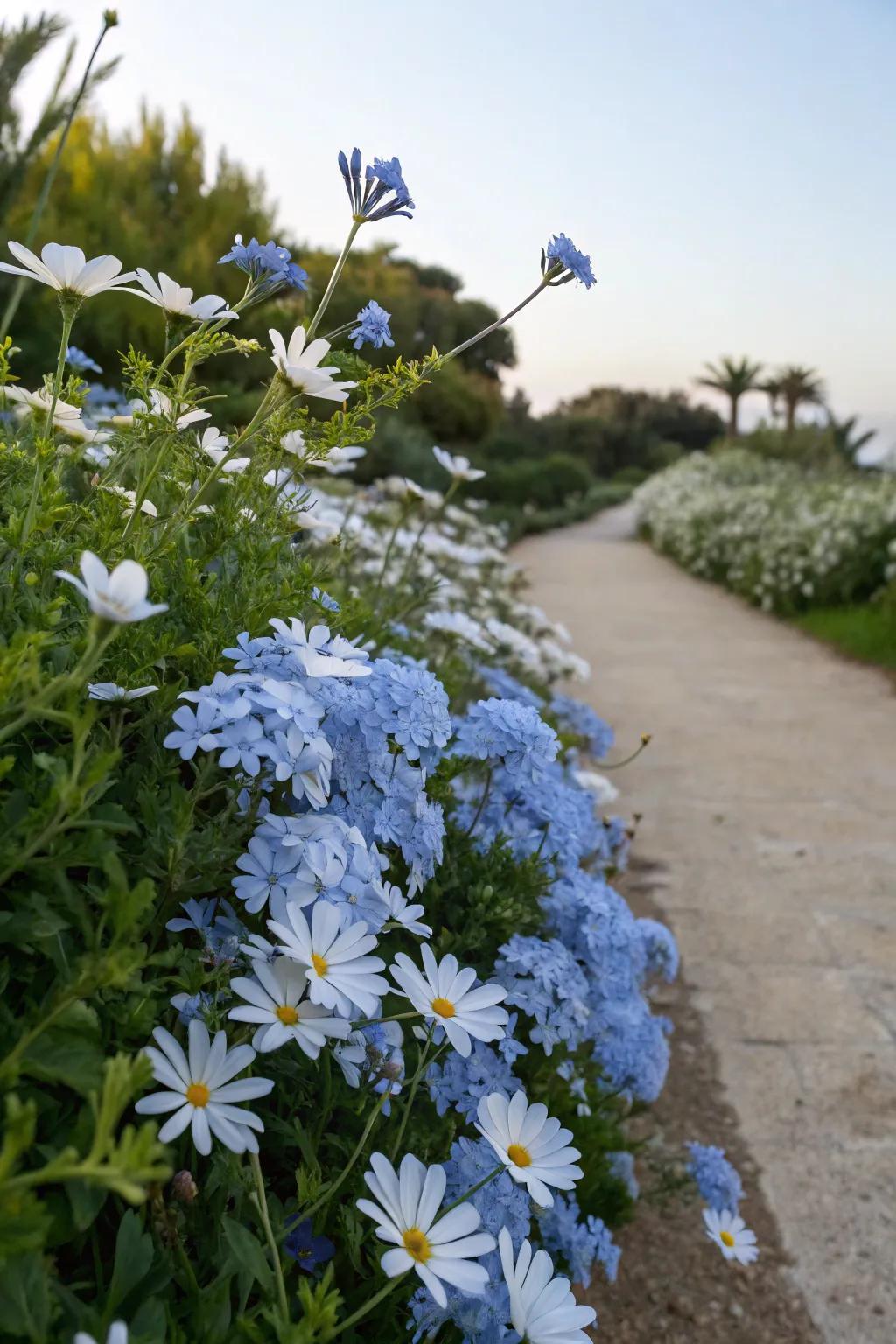 A serene garden setting showcasing azure glorybush and white shasta daisy blossoms.