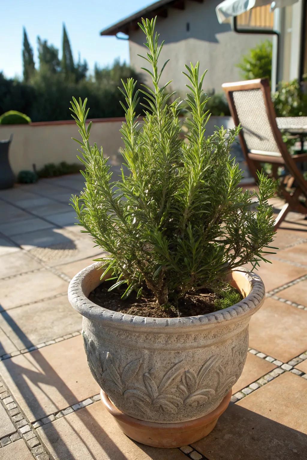 Rosemary thriving with resilient beauty in the sun.