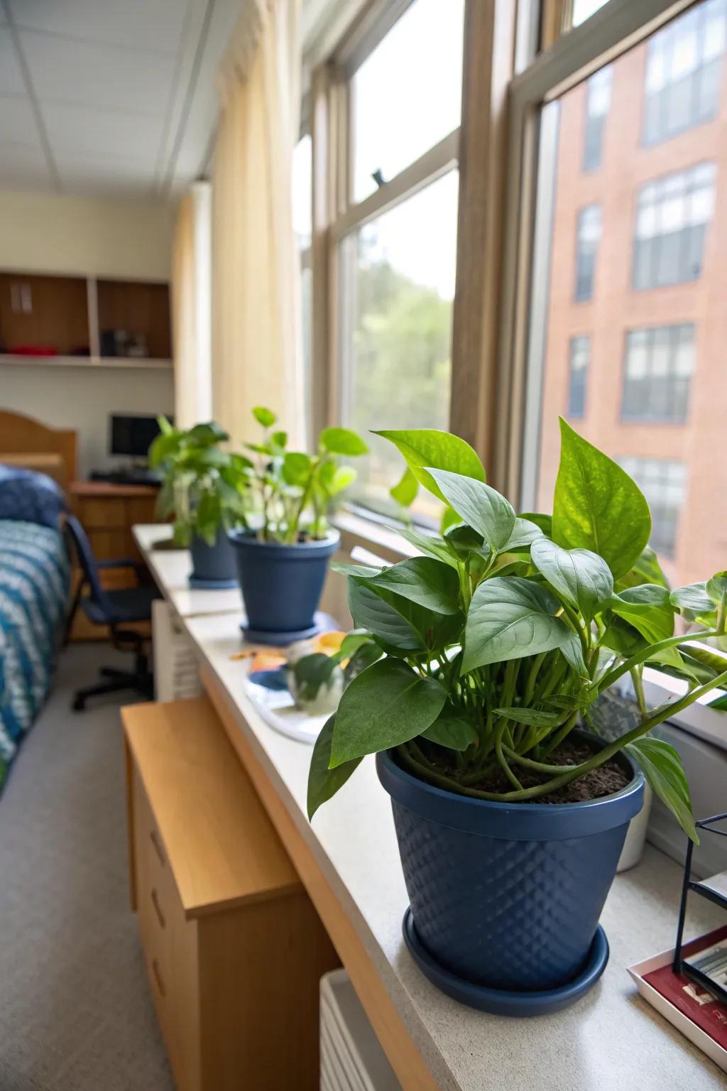 Houseplants in navy pots bring nature and peace inside.