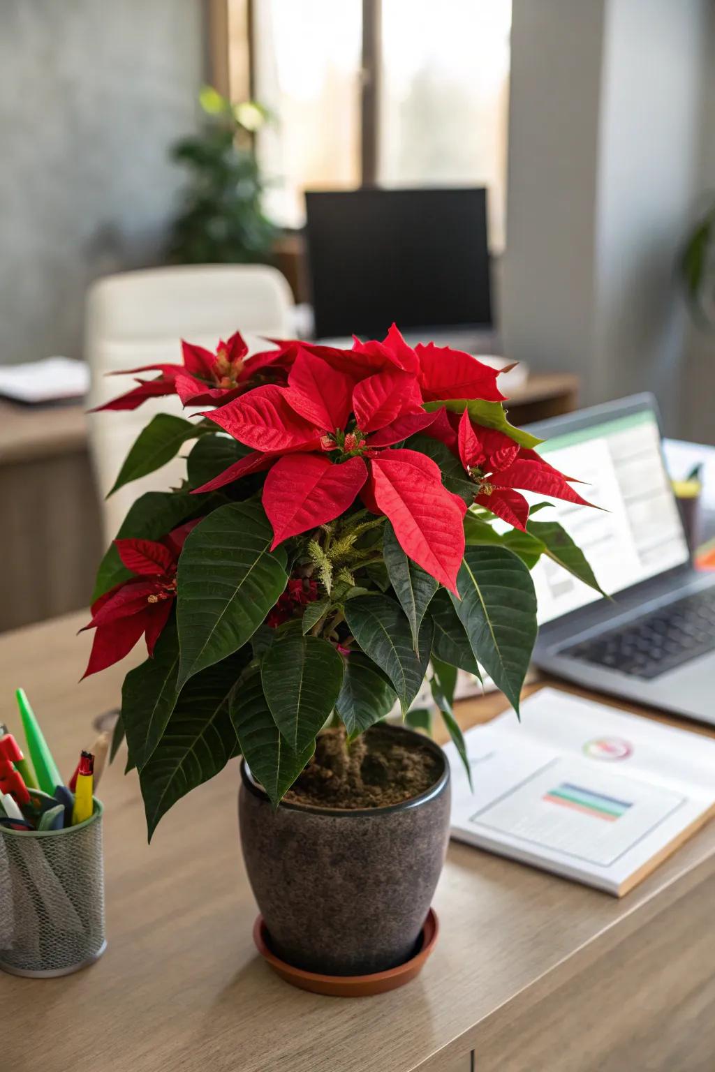 A lush holiday star adds natural beauty to your desk.