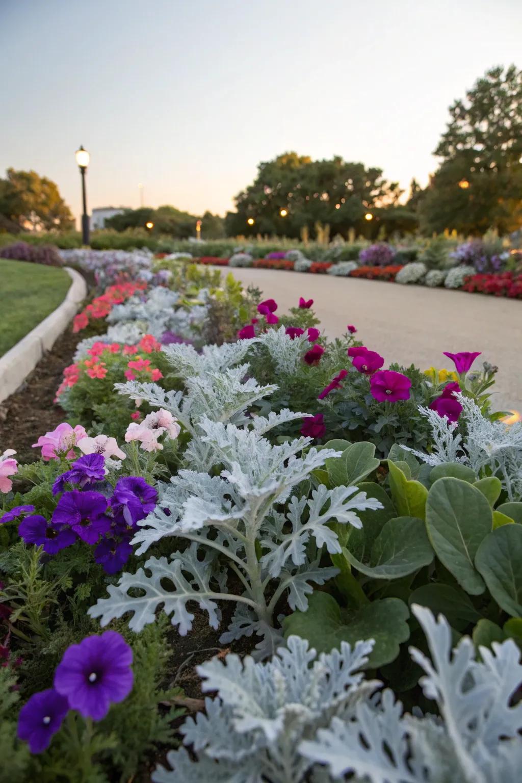 Frostydust's silvery leaves offer a serene contrast to vibrant petunias.