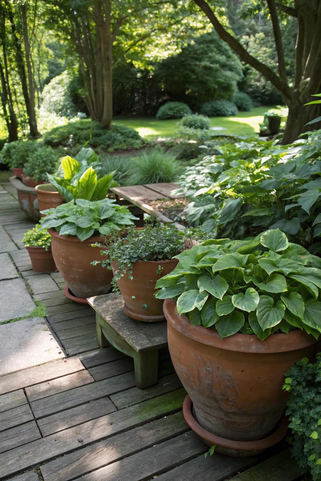 A shaded garden landscape featuring terra cotta pots adorned with hostas and begonias.