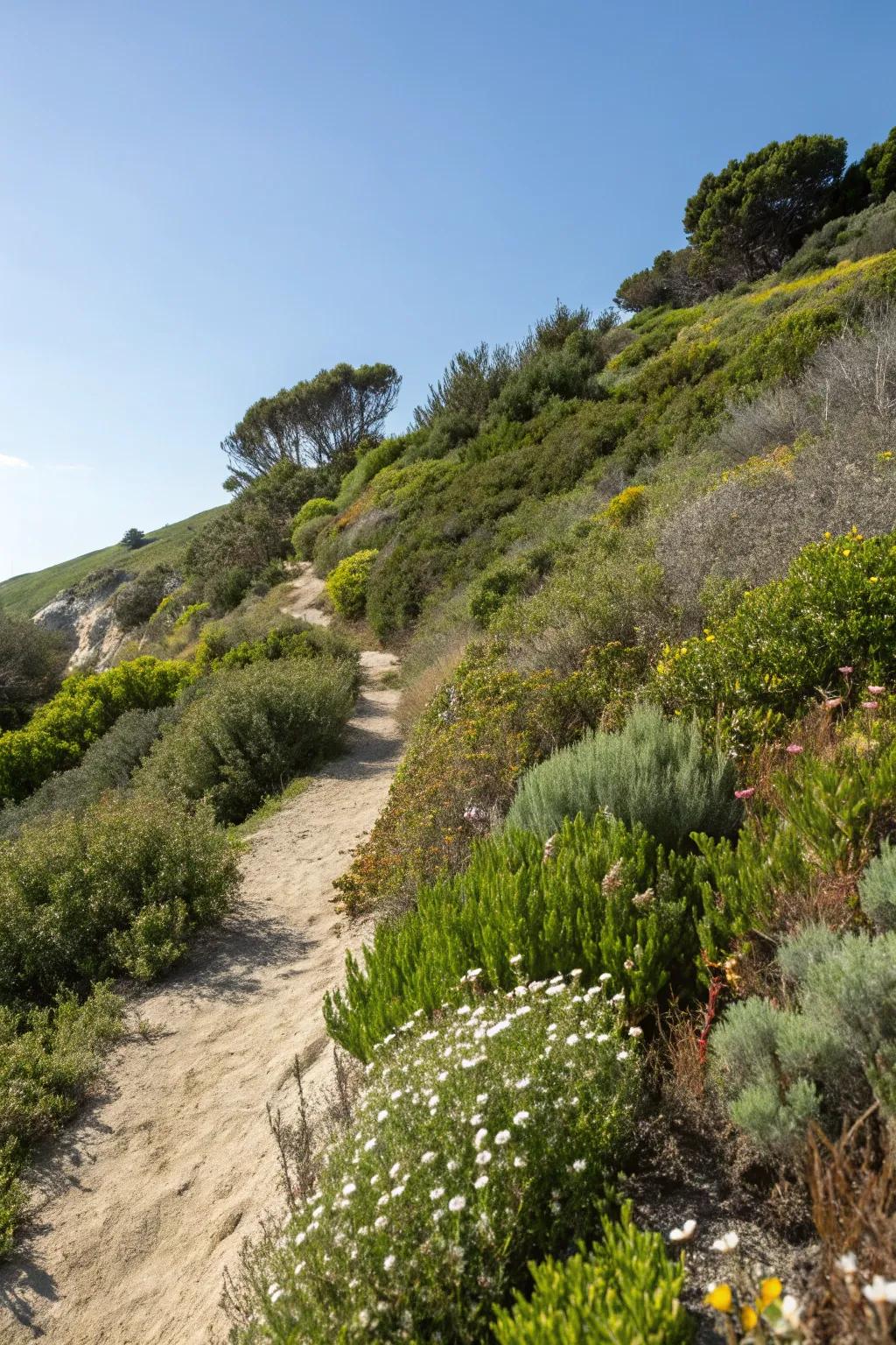 Local plants flourish on this meticulously crafted gradient.